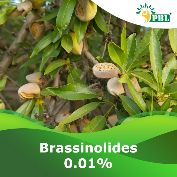 BRASSINOLIDES 0.01%