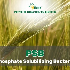 PHOSPHATE SOLUBILIZING BACTERIA