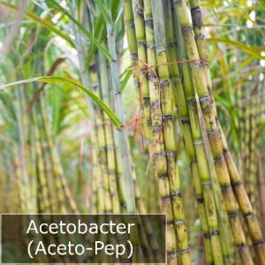 ACETOBACTER