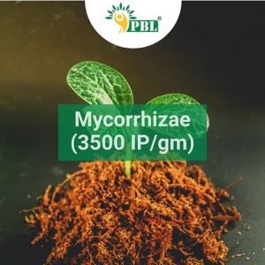 mycorrhiza BIOFERTILIZERS