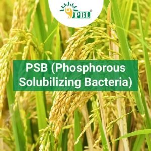 Phosphate solubilizing bacteria BIOFERTILIZERS