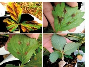 Xanthomonas fragariae, Effect in Strawberry