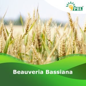 Beauveria Bassiana