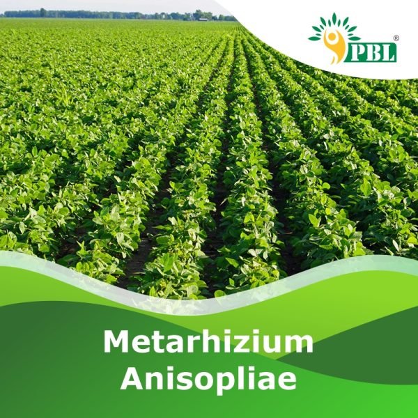 Metarhizium anisopliae