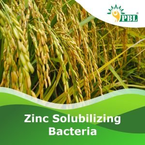 ZINC SOLUBILIZING BACTERIA