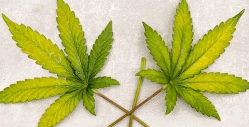cannabis