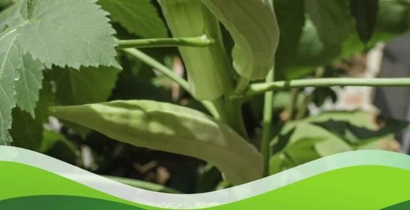 emamectin benzoate