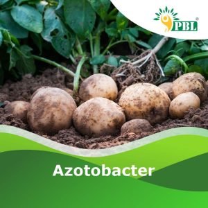 azotobacter biofertilizers