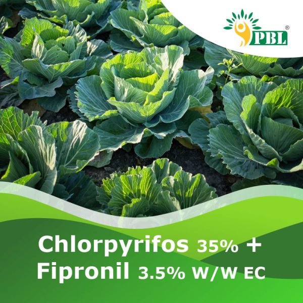 Chlorpyrifos 35% + Fipronil 3.5% W/W EC