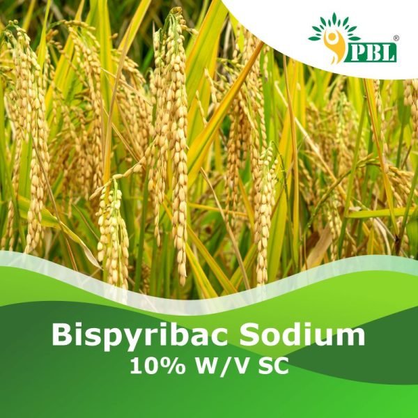Bispyribac sodium 10% w/v SC
