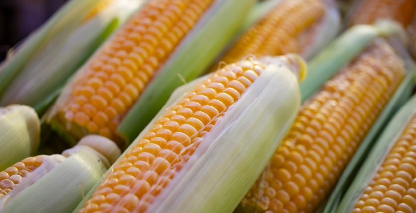 From Seed to Harvest: Unleashing the Golden Potential of Maize Cultivation