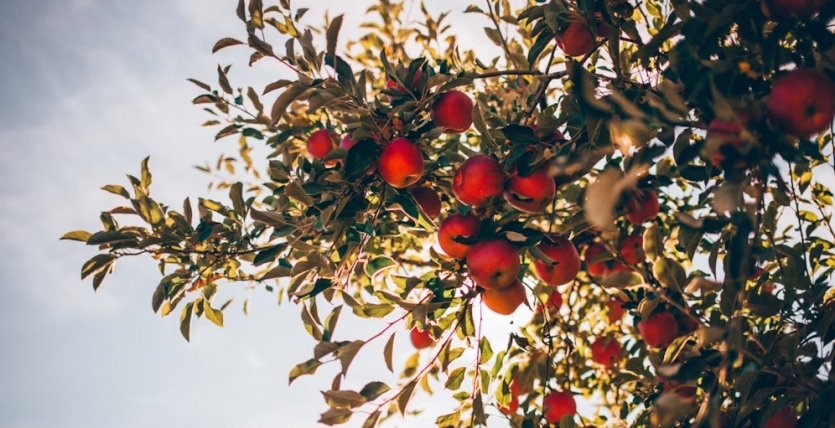 apple orchards