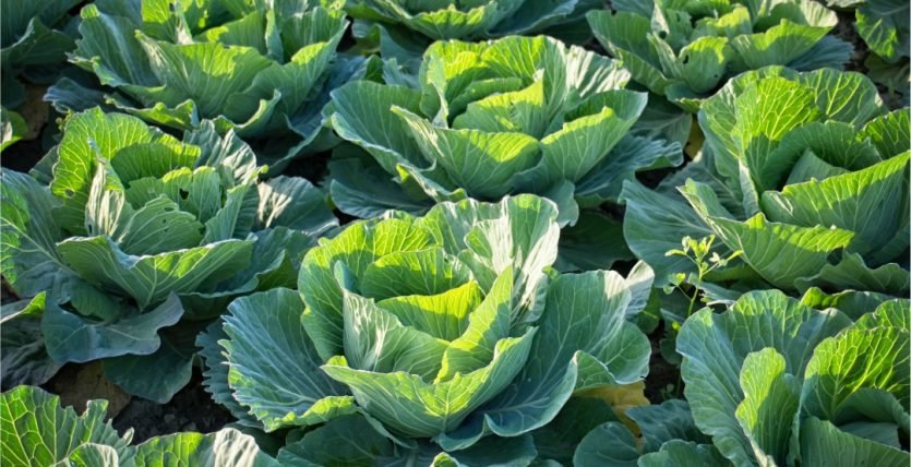 cabbage