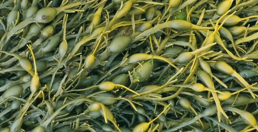 Ascophyllum nodosum