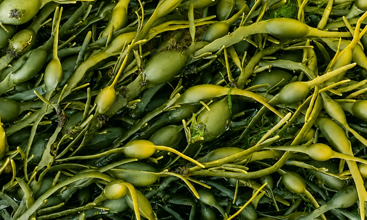 Power of Ascophyllum nodosum’s Extract in Agriculture
