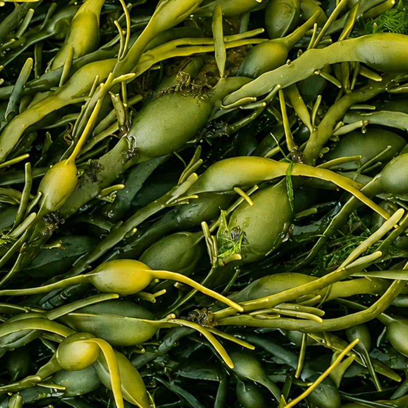 Power of Ascophyllum nodosum’s Extract in Agriculture