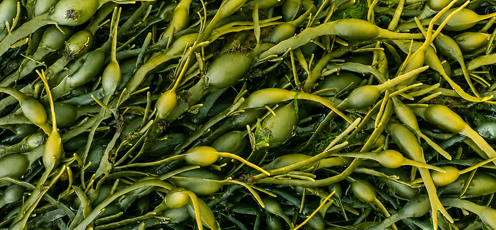 Power of Ascophyllum nodosum’s Extract in Agriculture