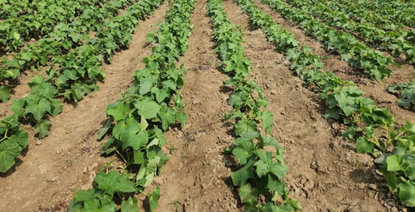 Benifits of PSEUDOMONAS FLUORESCENS IN AGRICULTURE