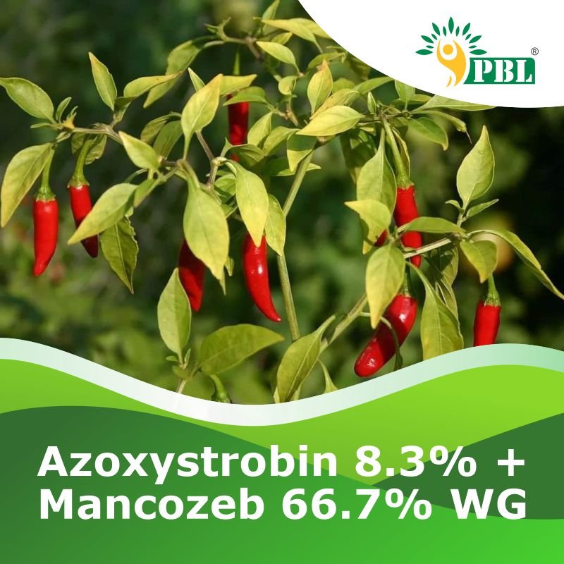 Azoxystrobin 8.3% + Mancozeb 66.7% WG