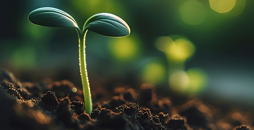 Nitrogen Fixing Bacteria