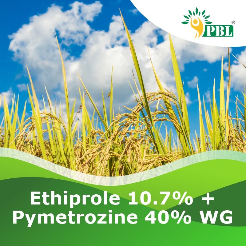 Ethiprole 10.7% + Pymetrozine 40% WG