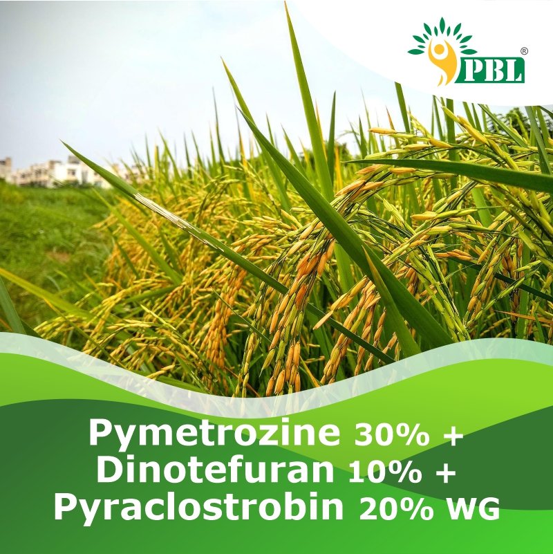 Pymetrozine 30% + Dinotefuran 10% + Pyraclostrobin 20% WG