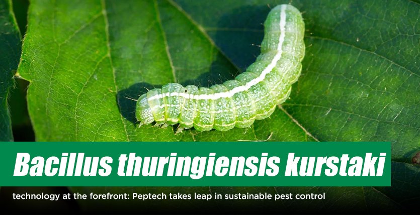 Bacillus thuringiensis