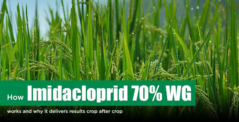 Imidacloprid