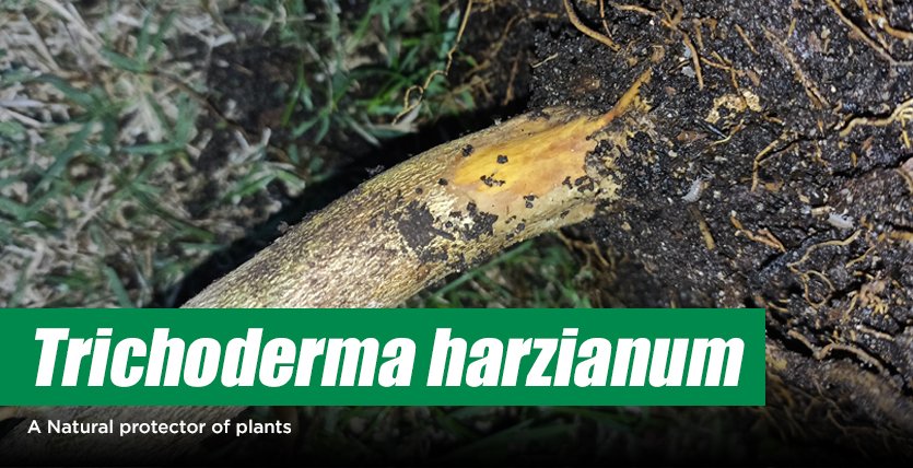 Trichoderma harzianum