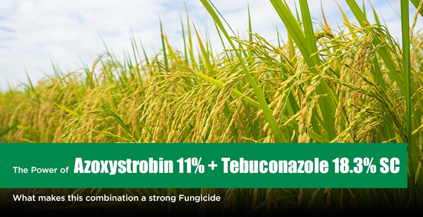 Azoxystrobin 11% + Tebuconazole 18.3% SC