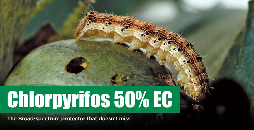 Chlorpyriphos 50% EC