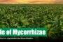 Mycorrhizae Fertilizer