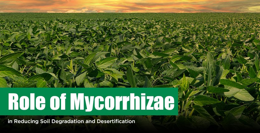 Mycorrhizae Fertilizer