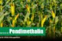 pendimethalin