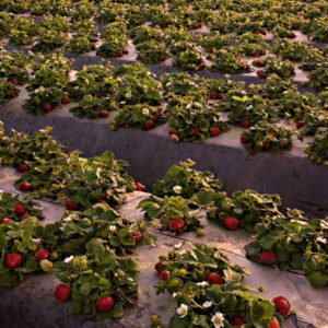 zinc solubilizing bacteria