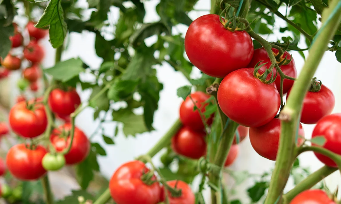 Abamectin What Makes It One of the Most Trusted Insecticides and Miticides in Agriculture