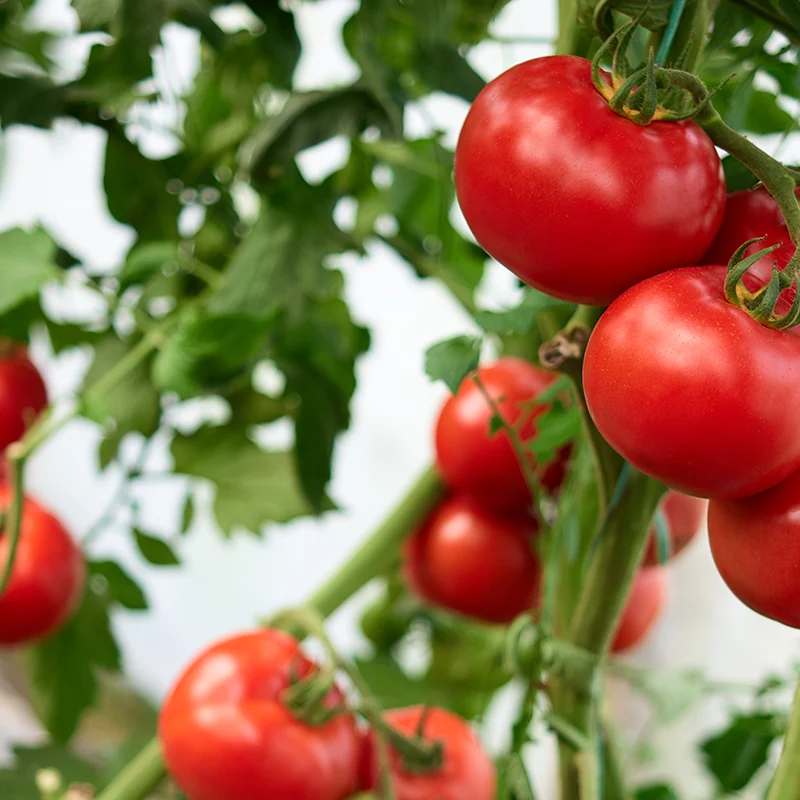 Abamectin: What Makes It One of the Most Trusted Insecticides and Miticides in Agriculture?