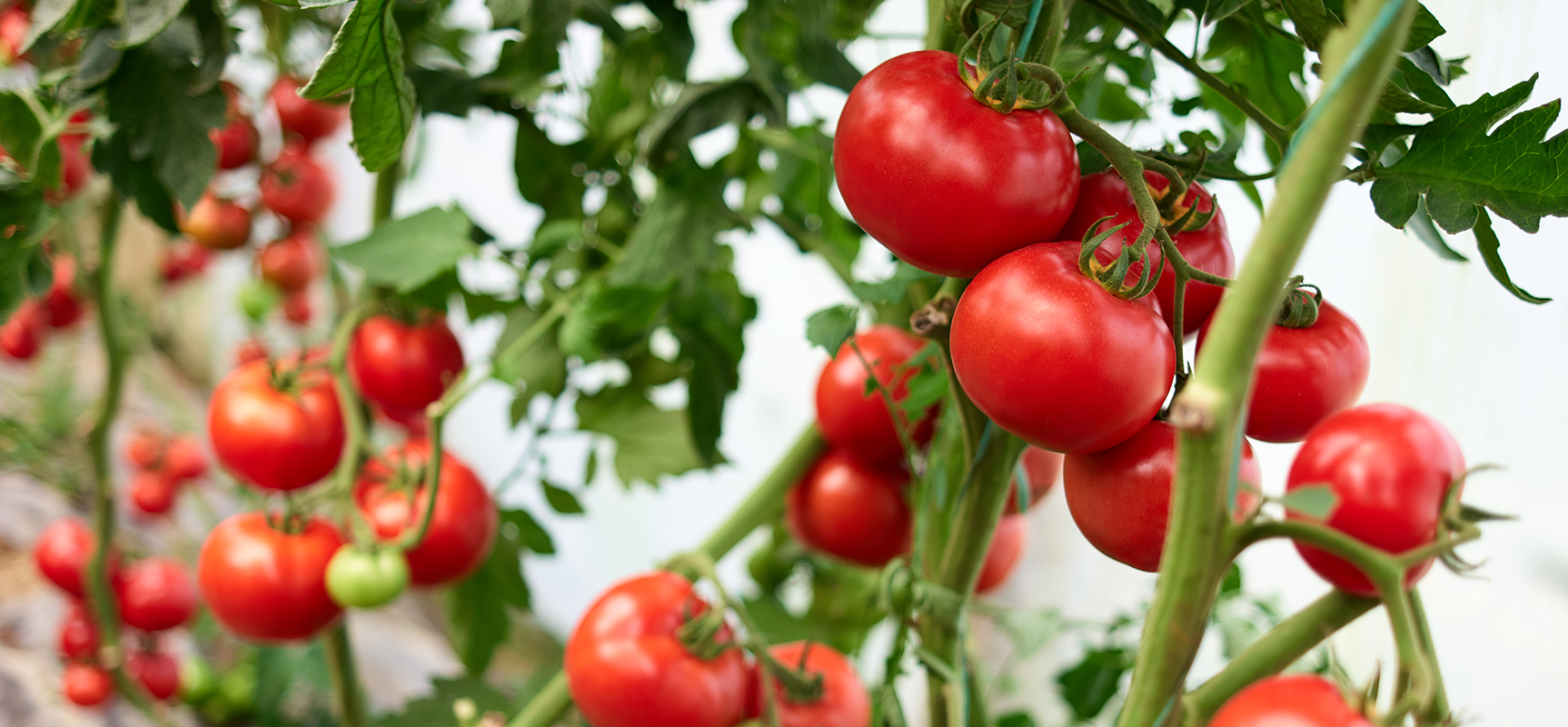 Abamectin What Makes It One of the Most Trusted Insecticides and Miticides in Agriculture