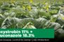 Azoxystrobin 11% + Tebuconazole 18.3%: Balanced Disease Control for Better Crop Protection