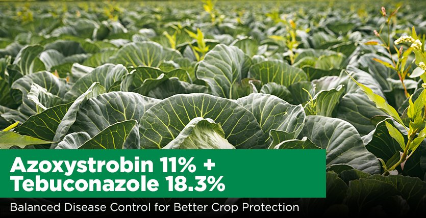 Azoxystrobin 11% + Tebuconazole 18.3%: Balanced Disease Control for Better Crop Protection