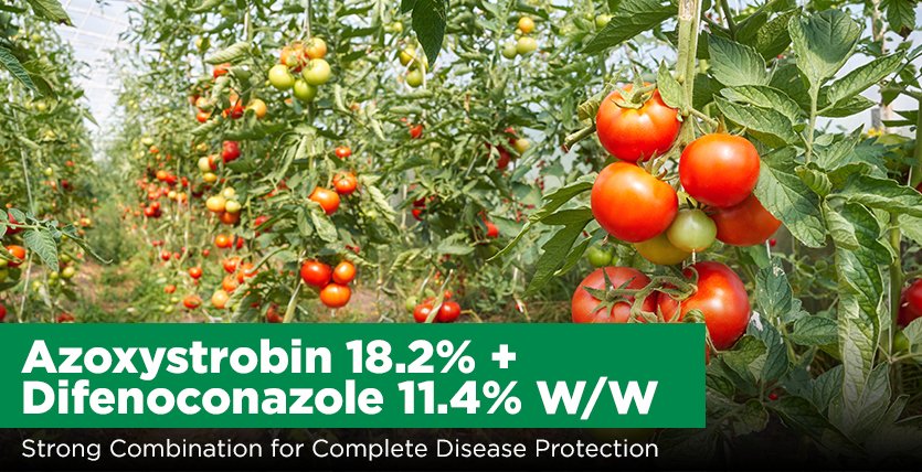 Azoxystrobin 18.2% + Difenoconazole 11.4% W/W: Strong Combination for Complete Disease Protection