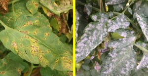 Diseases It Commonly Controls