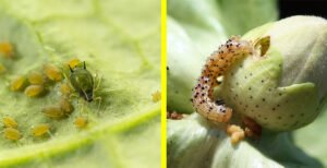 Pests It Commonly Controls