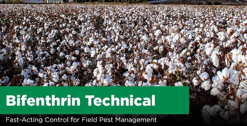 Bifenthrin Technical: Fast-Acting Control for Field Pest Management