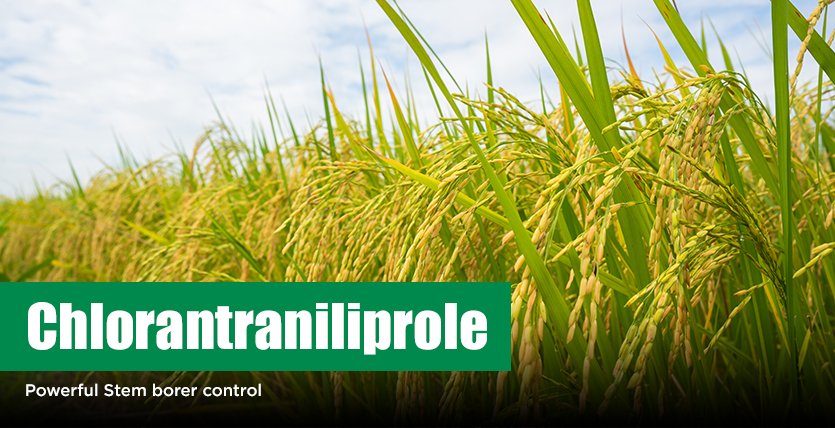 Chlorantraniliprole 18.5 SC