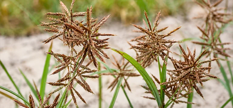 Glyphosate The Herbicide Everyone’s Talking About, But Few Truly Understand Glyphosate: The Herbicide Everyone’s Talking About, But Few Truly Understand