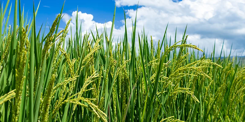 Why Growers Trust Imidacloprid 70% WG: The Silent Defender of Crops