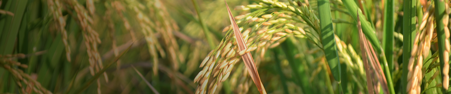 Azospirillum Azospirillum