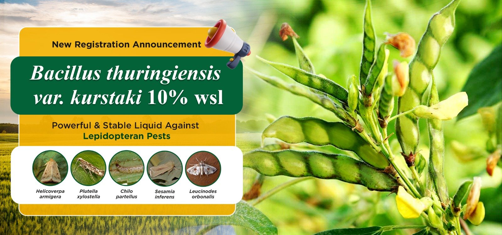 Bacillus thuringiensis var. kurstaki