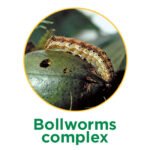 Bollworms complex